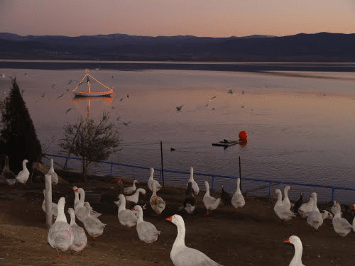 White geese on the shore of Lake Volvi at twilight, with a small lit boat on the water and distant mountains