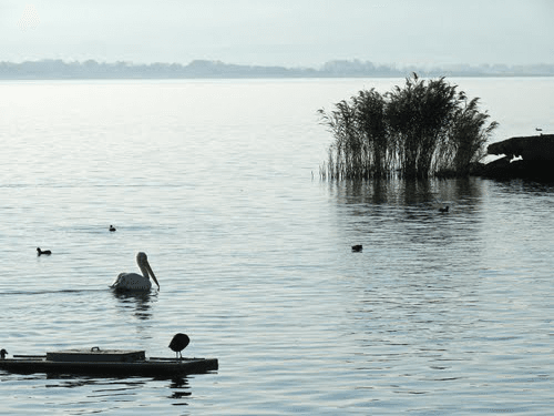 Pelican and waterfowl swimming in Lake Volvi near reeds