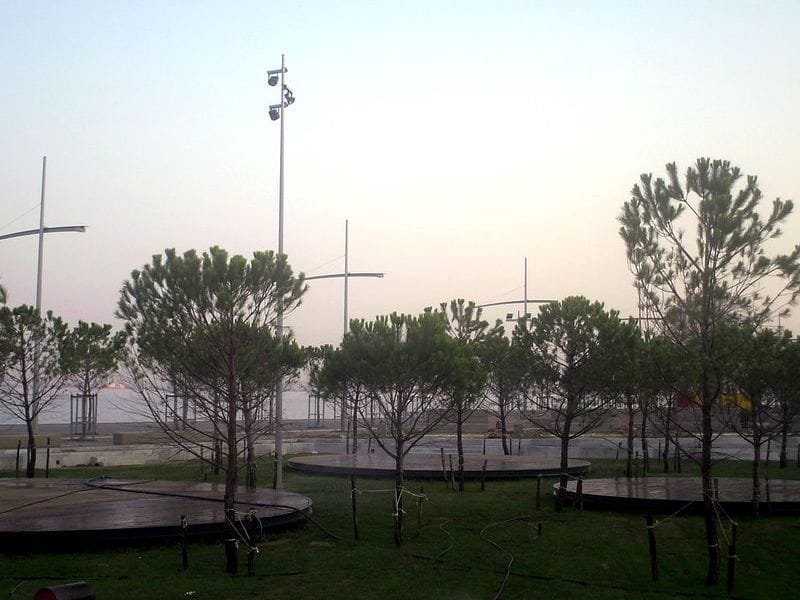 Young pine trees and circular wooden platforms on a grassy area overlooking the sea